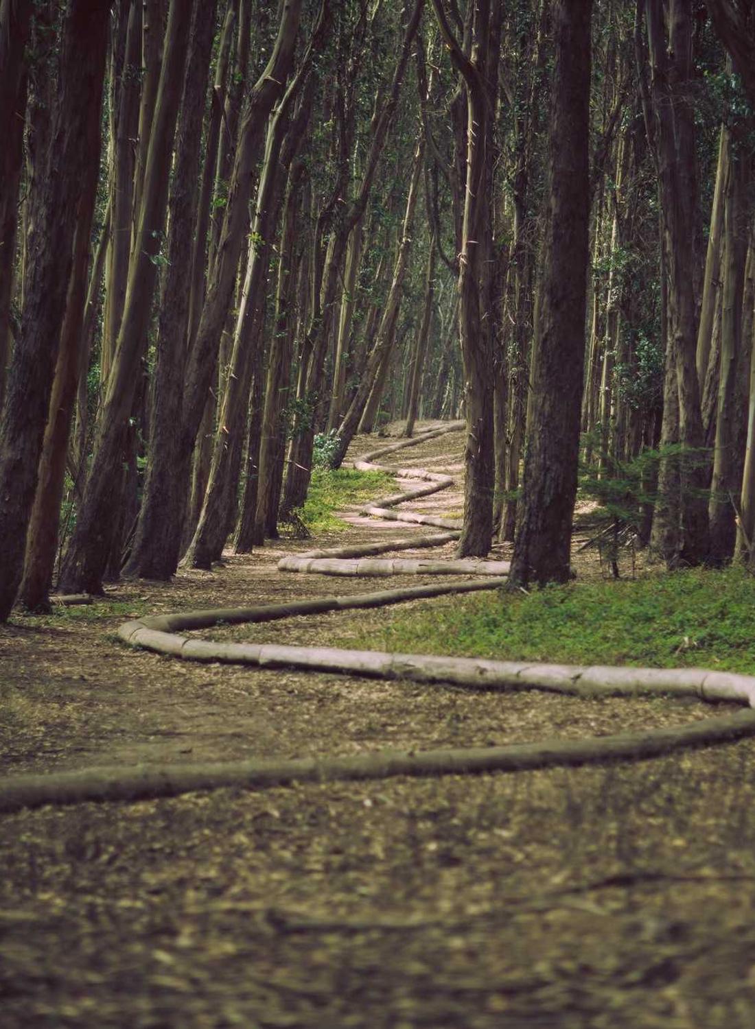 Path through a stand of tall slender trees